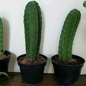 tanaman hias kaktus koboi kowboy belimbing belingbing
