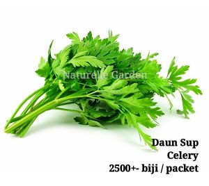 Benih Sayur Daun Sup Celery Seed Benih Sayur Vegetable Seed 2500 biji per pack 芹菜种子
