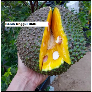 Bibit Nangka Madu Super Okulasi Berbuah Dalam Pot