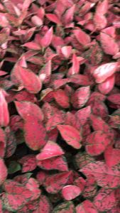 วาเลนไทน์ อโกนิมา ส่งเป็นต้น พร้อมกระถาง ไม้มงคล ไม้ฟอกอากาศ สีชม