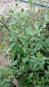 TSC - Henna Plant Stem Cutting