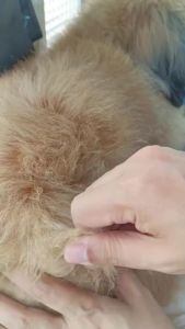 Cassiel  Salmon Fish Oil With  3 Vitamin For Skin And Hair For Dog & Cat Ikan Untuk kucing Gemuk Dan Bulu