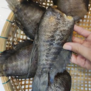 Khô sặc bổi bỏ đầu phơi đủ nắng thịt dai ngon(200-500gr)