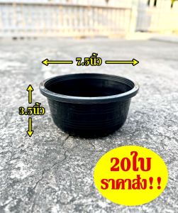 กระถางแขวน กระถางเตี้ย 8นิ้ว ราคาส่ง20ใบ