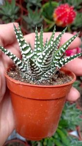 Haworthia Facciata Big band succulent plants