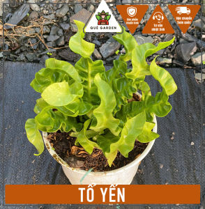 Cây Tổ Yến - Tổng thể tầm 20-30 cm - Kiểng lá sang trọng mang tài lộc!