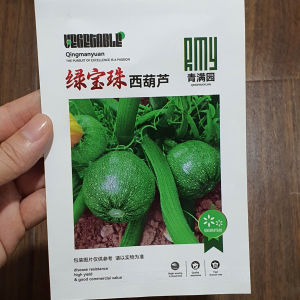 Hạt giống nhập khẩu bí ngòi tròn xanh rất sai trái