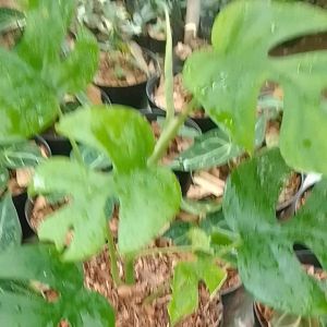 Tanaman Hias Hidup Monstera Rhapidora Tetrasperma - Bunga Monstera murah-Monstera Mini