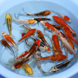 JAPANESE KOI 4-6 INCH IMPORT AND LOCAL ( Live Fish )