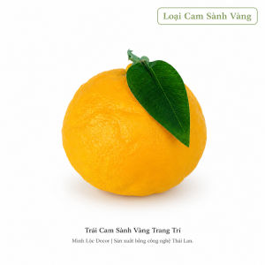 Trái Cam Sành Xanh/ Vàng trang trí Cao cấp | Trái Cây Nhựa foam Trái Cây trang trí Trái Cây Mô Hình