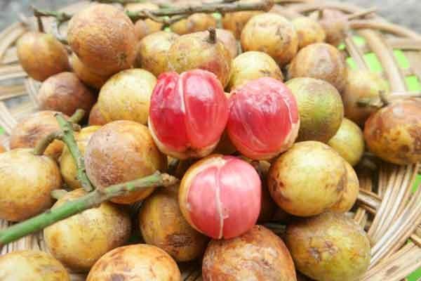 BUAH LANGKA..Bibit Buah Cacil Kecacil/Kepundung Siap Tanam Termurah