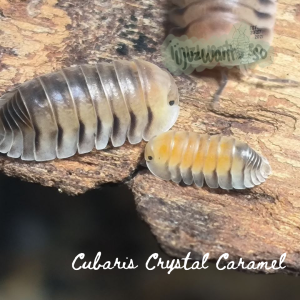 [IJUZWANISO] Cubaris sp crystal caramel (Isopod for Terrarium and pets)
