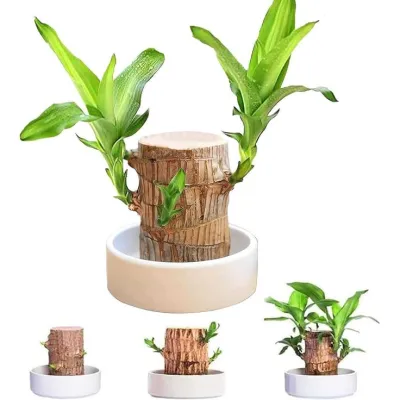 [BAGSAK PRESYO] 99 PESOS PROMO - Braided Money Tree (10 inches - 5 stalks) - free pot and white pebbles - The Dirty Gloves PH.