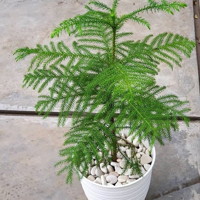 Tanaman Cemara Norfolk atau cemara pentris 50cm