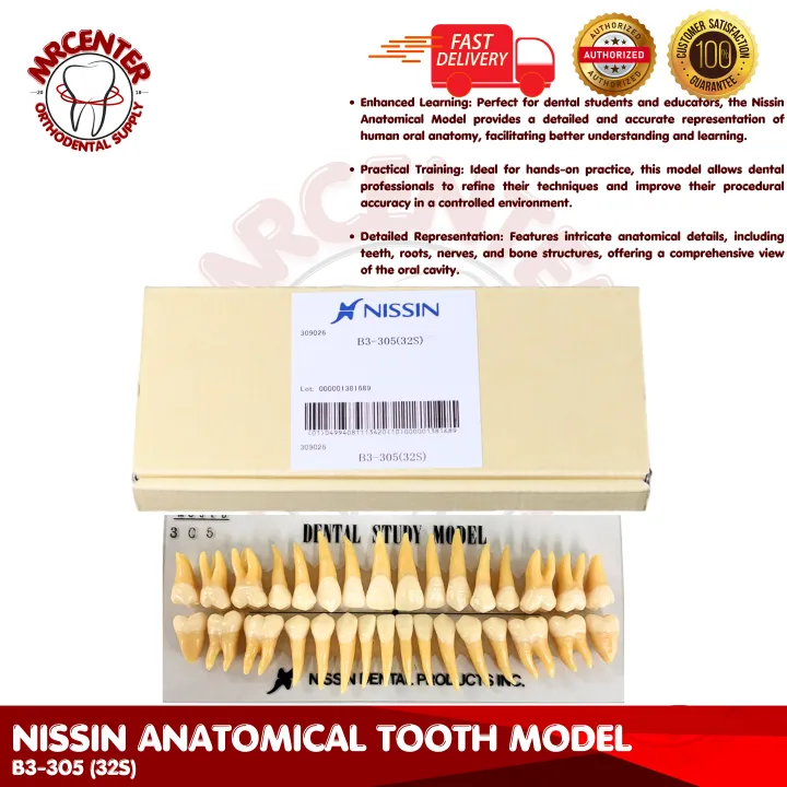 Natural Tooth Specimen Set/ Nissin Study Model B3 305 (32S