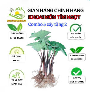 combo 5 cây khoai môn tím ngọt giống