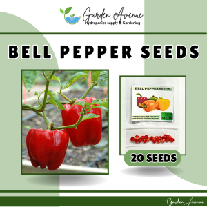 SULIT PACK! HYBRID BELL PEPPER (20pcs seeds) F1 HYBRID/HIGH YIELDING/EASY TO GROW