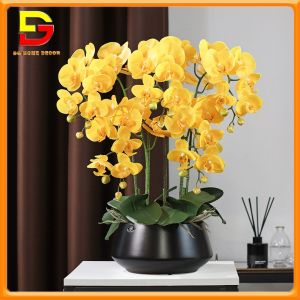 Hoa Lan Chậu Hoa Lan Hồ Điệp 5 Nhánh Nhiều Màu Sắc Trang Trí Nhà Cửa Nhà Hàng Khách Sạn DGH-470