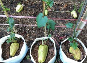 พันธ์ุมะระหวานพันธุ์ฟักแม้ว สำหรับปลูก คัดผลแก่ มีคุณภาพ งอก100% มีตลอดทั้งปี