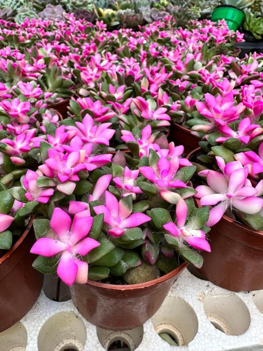 SEN ĐÁ HỒNG SAO BỤI LỚN TRANG TRÍ KHÔNG GIAN LÀM VIỆC CHẬU NHỰA