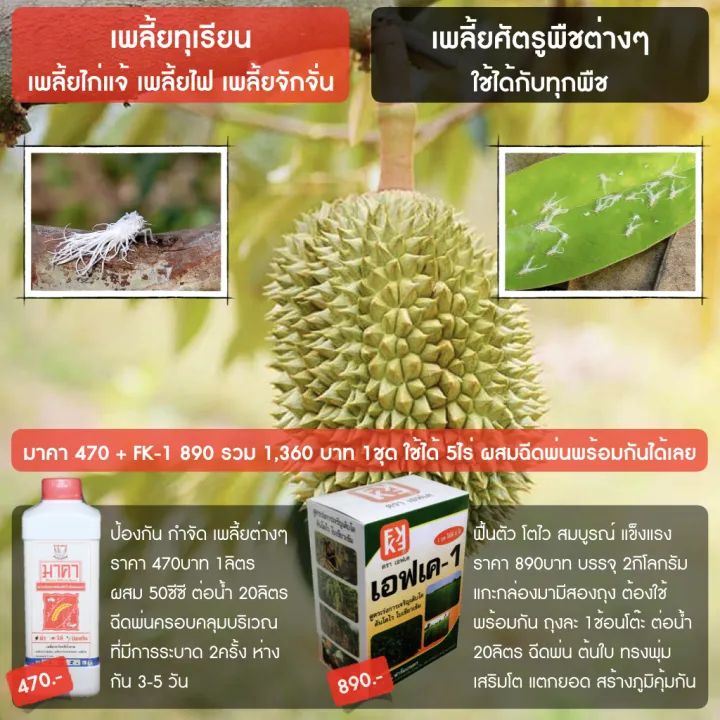 มาคา + FK-1 ปุ๋ยทุเรียนปลอดสารพิษ กำจัดเพลี้ย