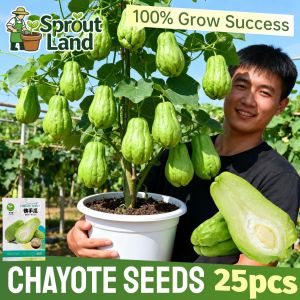 25pcs/pack Premium Sayote Chayote Seeds for Planting Vegetables High Yield Heirloom Chayote Melon Seeds Sechium Edule Chayote Seedlings Organic Vegetable Seeds for Gardening Potted Chayote Live Plant Easy To Grow for Balcony Home Garden Buto Ng Gulay