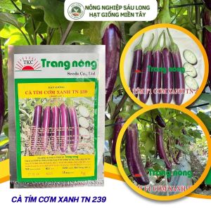 GÓI 1 GRAM - HẠT GIỐNG CÀ TÍM CƠM XANH TN239 TRANG NÔNG
