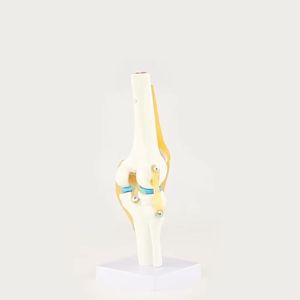 Genuine Product Human Functional Knee Ligament Model Knee Joint Model Orthopedic Teaching Model