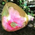 Bibit Kelapa Hibrida Wulung Serat Pink Untuk Obat Pohon Pendek Berbuah. 
