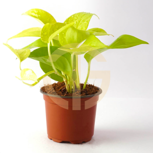 【FAST SHIPPING】MONEY PLANT EPIPREMNUM AUREUM Green Plant 绿萝/万年青