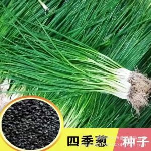 Four-season scallions can be grown as potted vegetables on the balcony easy to cultivate