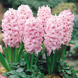 พร้อมส่ง หัวไฮยาซิน Mix สีหวานๆ มีป้ายชื่อแยกสีได้ ดอกมีกลิ่นหอม Wanthai ขายหัวไฮยาซินธ์ ทิวลิป ลิลลี่ ว่านสี่ทิศ