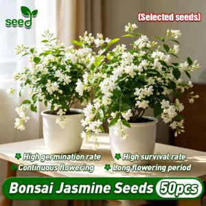 [Selected Seeds] 50pcs/pack Authentic White Jasmine Seeds Bonsai Jasmine Seeds for Planting Fragrant White Jasmine Flower Seeds for Sale 100% Legit Jasmine Flower Plant Seeds for Garden Balcony Indoor Potted Jasmine Live Plant Flowering Plants Seeds