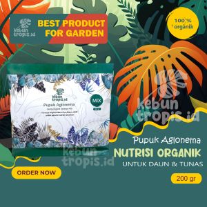 Pupuk Aglonema Penyubur Daun Terbaik untuk Akar Cepat Beranak dan Bertunas Pupuk Agar Aglonema Rimbun Dan Berdaun Lebat Perangsang Tunas Aglonema Untuk Jenis Semua Tanaman Aglonema Suksom Adelia Claudia Red Anjamani Putih Super Widuri