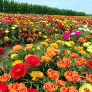 เมล็ดพันธุ์แพรเซี่ยงไฮ้ กลีบซ้อน(คละสี) 1000เมล็ด ซองใหญ่