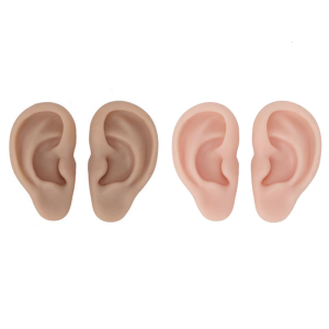 Silicone Ear Prosthetics For Anatomy Study Cosmetology Practice And Realistic Visual Art Projects