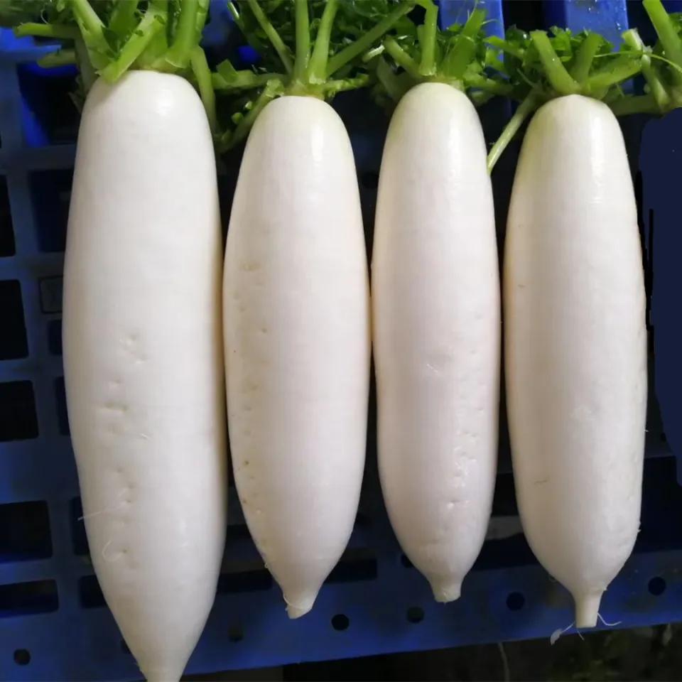 FAMILIFE (400 seeds) Daikon Radish/Labanos Vegetable Seeds/Chinese