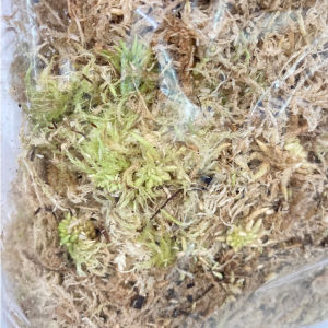 🌱{พร้อมส่ง} สแฟกนั่มมอสสด 100 กรัม