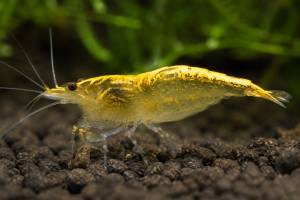 Golden back/ yellow shrimp hiasan akuarium 1 pcs