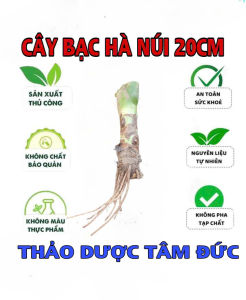 cây bạc hà núi cao 20cm trồng cảnh