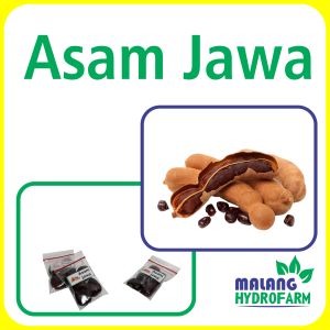Benih Asam Jawa Unggulan Berkualitas biji bibitsayur sayuran asem hydroponik hidroponik tamanan pot