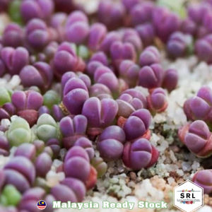 Rubra Optica Lithops Purple Maroon Lithops Live Plant