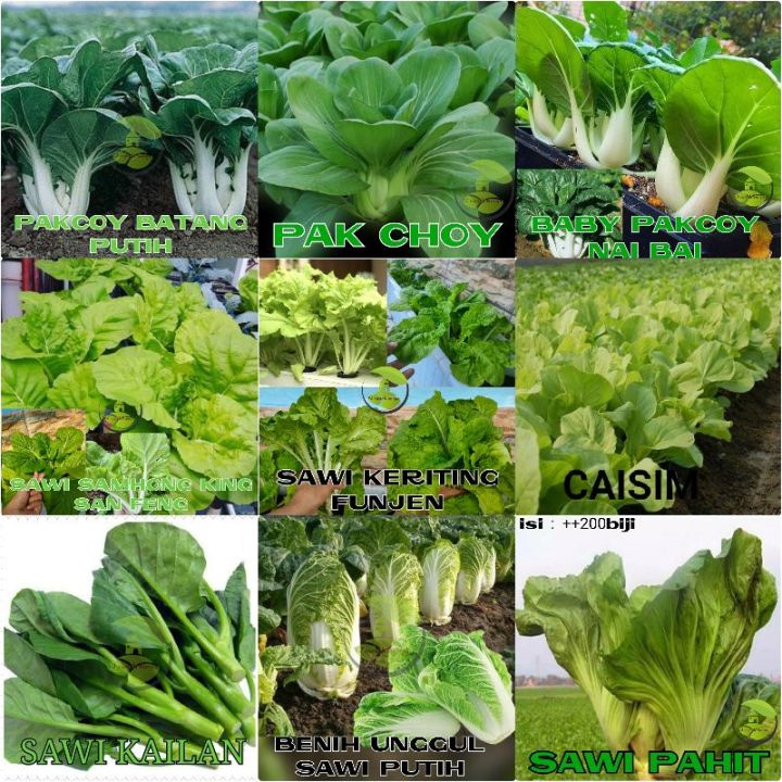 Benih Bibit Macam Macam Sayuran Sawi Benih Sayuran Sawi Sawian | Lazada