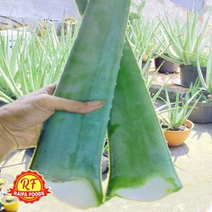 Pelepah Lidah Buaya 500gr Tanaman Lidah Buaya Jumbo Organik Segar AlamiAloeVera Gel Original