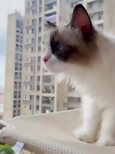 Cats Window-Seat Suction Cup Hammock Cats Pet Winter Perch Sleep Bed Anti-Scratching Window Bedding Cats Supplies