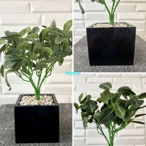 Tanaman Hias Pohon Plastik Fittonia Hijau Mini Pot Kotak Kayu Variasi Warna Dekorasi Meja Pajangan Rak Rumah Aesthetic
