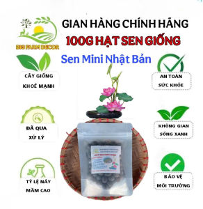 gói 100g hạt sen mini nhật bản giống