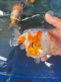 Men tiêu hoá trộn thức ăn cho cá cảnh, cá vàng ranchu, oranda, ryukin cám hỗ trợ tăng size cho cá vàng và cá koi con. 