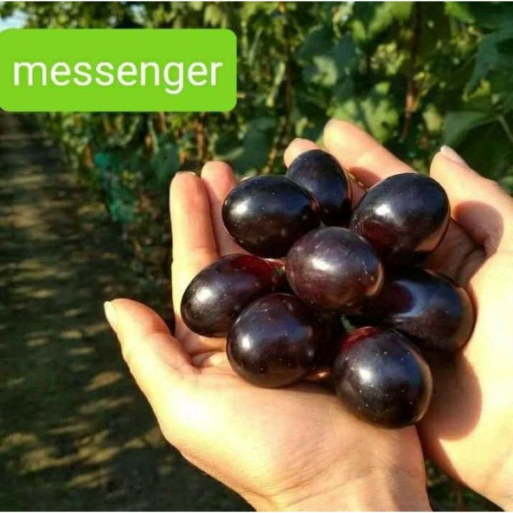 BIBIT%20ANGGUR%20IMPORT%20MESSENGER%20MUDAH%20BERBUAH%20-%20Image%203
