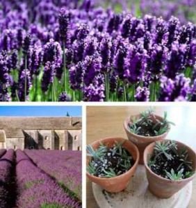 Hạt Giống Hoa Oải Hương tím (hoa Lavender) - gói 100 hạt
